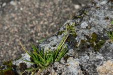 Photo Pturin annuel