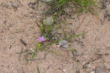 Photo Romule rose