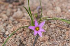 Photo Romule rose