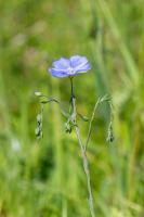Photo Lin dAutriche cultivar