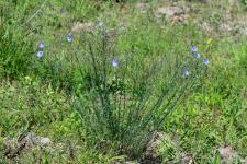Photo Lin dAutriche cultivar
