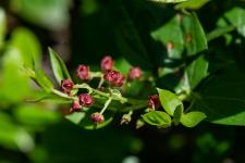 Photo Corroyre  feuilles de myrte (Corroyre)