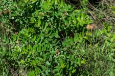 Photo Corroyre  feuilles de myrte (Corroyre)