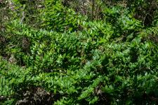 Photo Corroyre  feuilles de myrte (Corroyre)