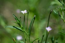 Photo pilobe  tige carre (pilobe  quatre angles) (pilobe ttragone)