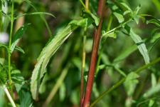 Photo pilobe  tige carre (pilobe  quatre angles) (pilobe ttragone)