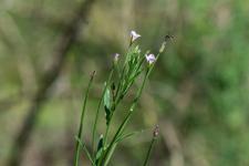 Photo pilobe  tige carre (pilobe  quatre angles) (pilobe ttragone)