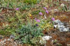 Photo Knautie des collines (Knautie pourpre)