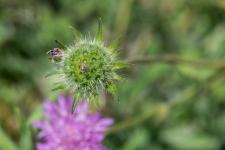 Photo Knautie des collines (Knautie pourpre)