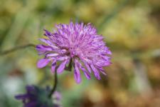 Photo Knautie des collines (Knautie pourpre)