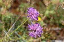 Photo Knautie des collines (Knautie pourpre)