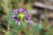 Photo Knautie des collines (Knautie pourpre)