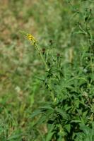 Agrimonia procera