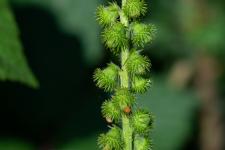 Photo Aigremoine leve