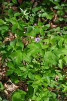 Geranium nodosum
