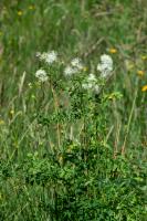 Photo Pigamon  feuilles dancolie