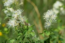Thalictrum aquilegiifolium subsp. aquilegiifolium