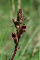 Photo Orobanche grle (Orobanche  odeur de girofle) (Orobanche sanglante)