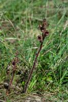 Photo Orobanche grle (Orobanche  odeur de girofle) (Orobanche sanglante)