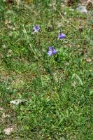 Photo Campanule  feuilles de pcher