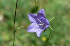 Photo Campanule  feuilles de pcher