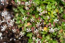 Photo Saxifrage toile