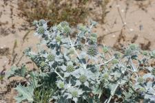 Photo Panicaut maritime (Panicaut de mer) (Panicaut des dunes)