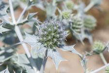 Photo Panicaut maritime (Panicaut de mer) (Panicaut des dunes)