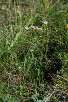 Photo Petite-centaure commune (rythre)