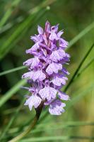 Photo Orchis macul (Orchis tachet)