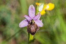 Photo Ophrys de l’Aveyron