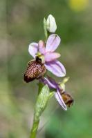 Photo Ophrys de lAveyron