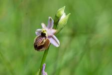 Photo Ophrys de lAveyron