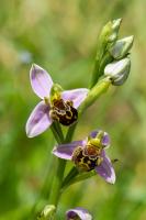 Photo Ophrys abeille