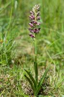 Photo Orchis parfum (Orchis  odeur de vanille)