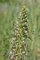 Himantoglossum hircinum