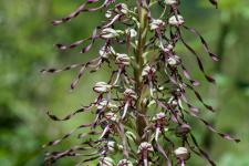 Photo Orchis bouc (Orchis  odeur de bouc)
