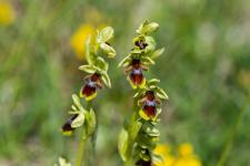 Photo Ophrys dAymonin