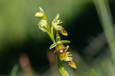 Photo Ophrys dAymonin