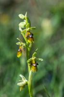 Photo Ophrys dAymonin