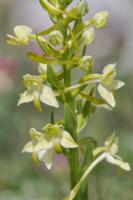 Photo Platanthre  fleurs verdtres (Platanthre verte) (Orchis verdtre)