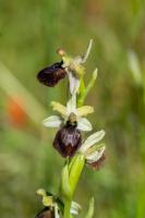 Photo Ophrys en forme daraigne