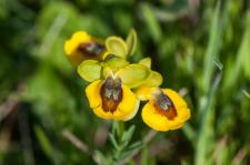 Photo Ophrys jaune