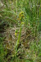 Photo Ophrys jaune