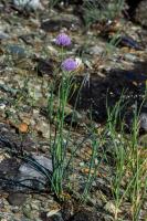 Photo Ciboulette (Civette)