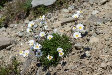 Photo Marguerite des Alpes (Leucanthme des Alpes)