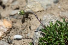 Photo Marguerite des Alpes (Leucanthme des Alpes)