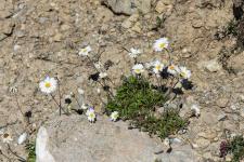 Photo Marguerite des Alpes (Leucanthme des Alpes)