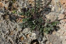 Photo Cardamine hirsute (Cardamine hrisse) (Cresson de muraille)