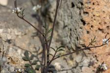 Photo Cardamine hirsute (Cardamine hrisse) (Cresson de muraille)